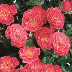 Bodendeckerrose 'Lovely Fairy'®